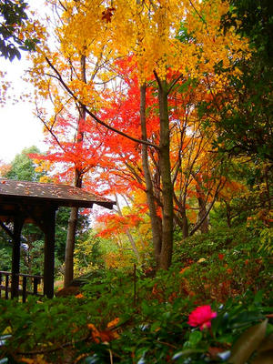 相模原北公園の黄葉