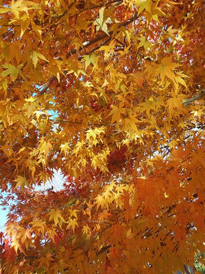相模原北公園の水面に反射した光が当たる紅葉