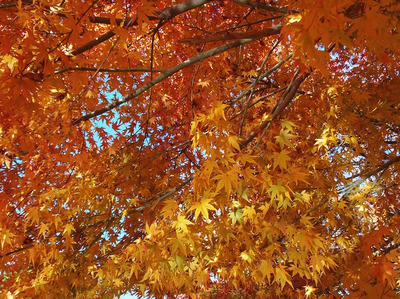 相模原北公園の水面に反射した光が当たる紅葉