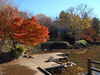 相模原北公園の水面に反射した光が当たる紅葉のポイント