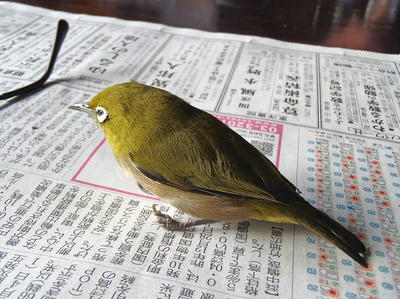 新聞の上に乗せてみても左足は力が入っていない