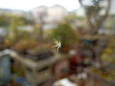 窓ガラスにぶつかったメジロの毛