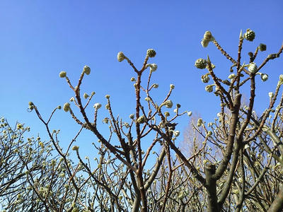 相模原北公園のミツマタ20130119