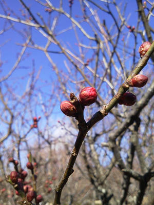 相模原北公園の梅2013年1月26日