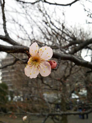 相模原北公園の梅が開花2013年2月2日