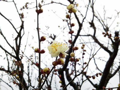 相模原北公園の梅が開花2013年2月2日