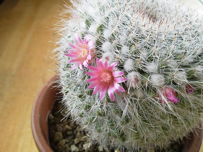 100均サボテンの花20130204