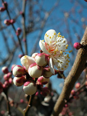 相模原北公園の梅2013年2月10日