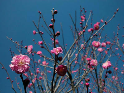 相模原北公園の梅2013年2月10日