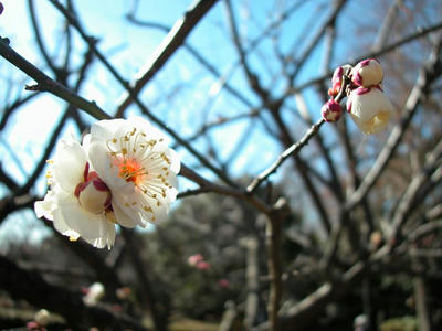 相模原北公園の梅2013年2月10日