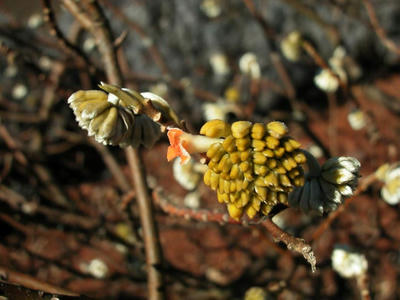相模原北公園のミツマタ赤2013年2月10日