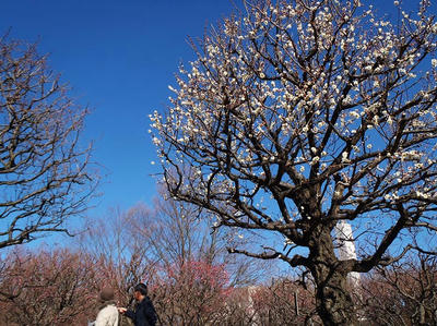 相模原北公園の梅2013年2月16日