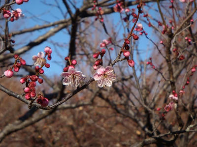 相模原北公園の梅2013年2月16日