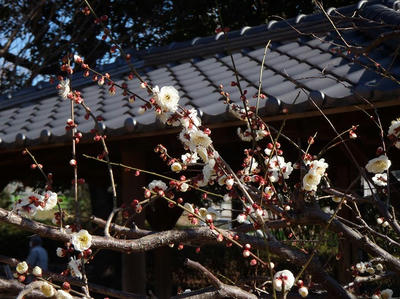 相模原北公園の梅2013年2月16日