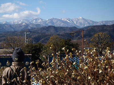 相模原北公園のミツマタ越しの山々2013年2月16日