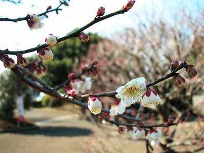相模原北公園の梅2013年2月23日