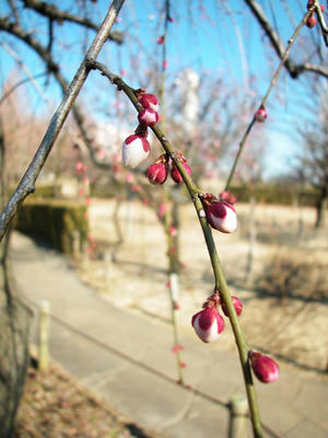 相模原北公園の梅2013年2月23日