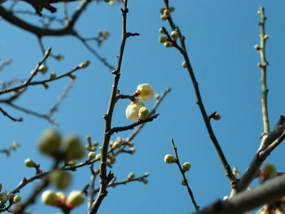 相模原北公園の梅2013年2月23日