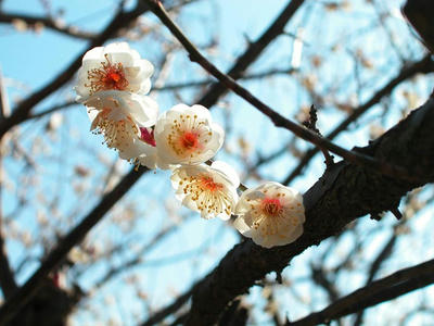 相模原北公園の梅2013年2月23日