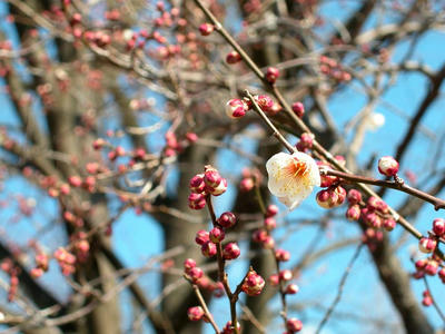 相模原北公園の梅2013年2月23日