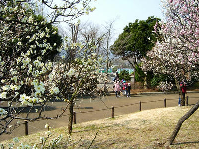 相模原北公園の梅3月7日