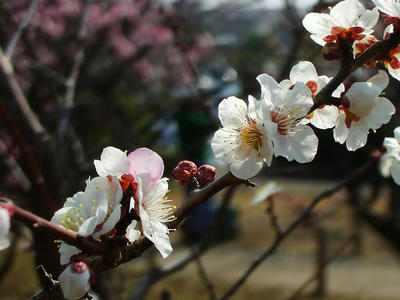 相模原北公園の梅3月7日
