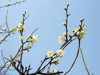 相模原北公園の梅3月7日