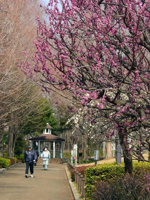相模原北公園の梅3月7日