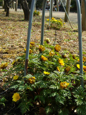 相模原北公園の福寿草3月7日