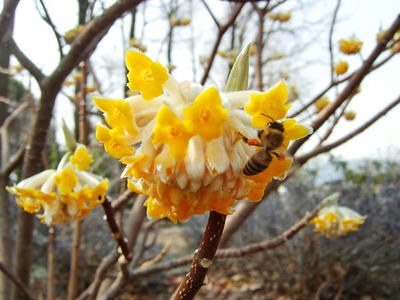 相模原北公園のミツマタ黄3月7日
