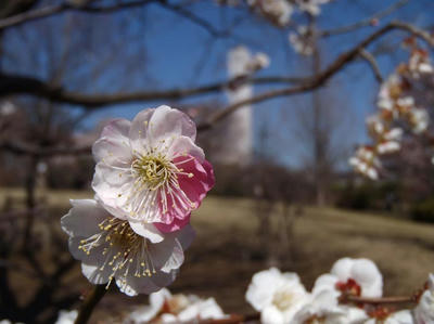 相模原北公園の梅3月12日