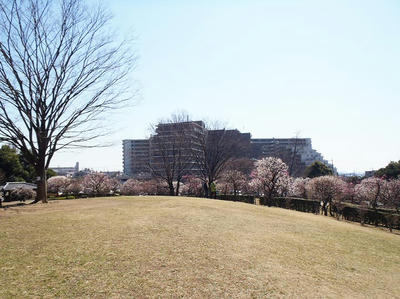 相模原北公園の梅3月12日