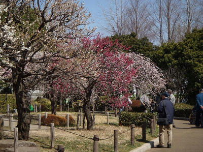 相模原北公園の梅3月12日