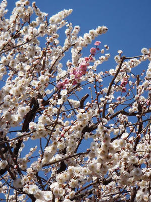 相模原北公園の梅3月12日