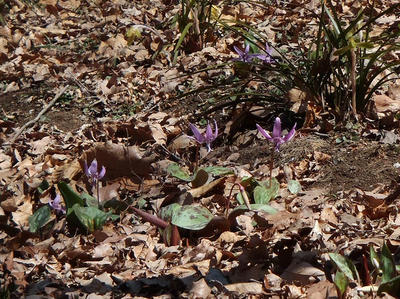 相模原北公園のカタクリ3月12日