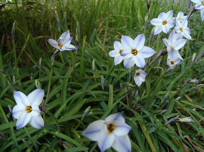 ハナニラ3月19日