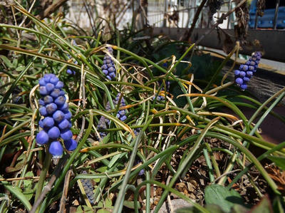 ムスカリ3月19日