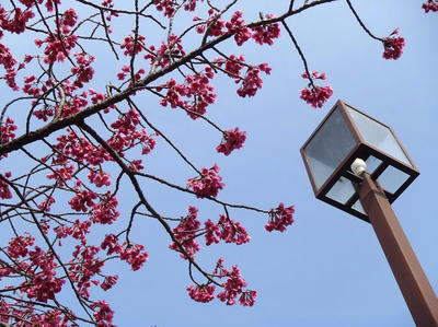 相模原北公園の寒緋桜(カンヒザクラ)3月23日