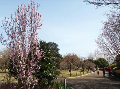 相模原北公園のハナモモ3月23日