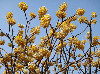 相模原北公園のミツマタ黄3月23日