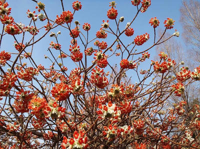 相模原北公園のミツマタ赤3月23日