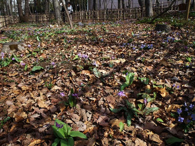 相模原北公園のカタクリ3月23日