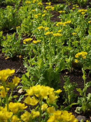 相模原北公園の菜の花3月23日