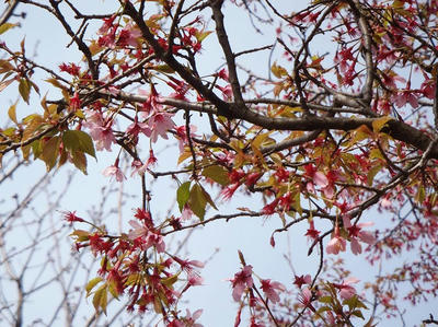 相模原北公園のオカメザクラ3月23日