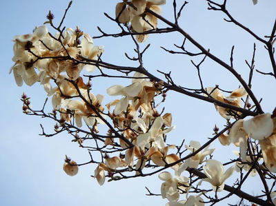 相模原北公園のハクモクレン3月23日