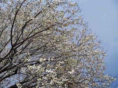 相模原北公園のコブシ3月23日