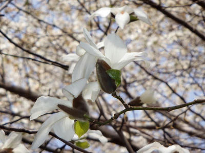 相模原北公園のコブシ3月23日