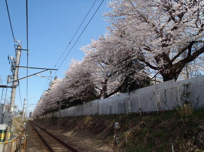 相模原の桜02：3月26日