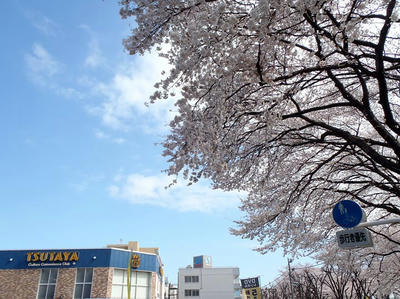 相模原の桜03：3月26日