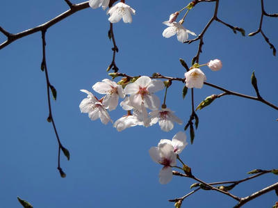 相模原の桜04：3月26日